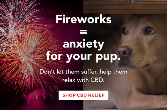 Are Fireworks Making Your Dog Anxious?