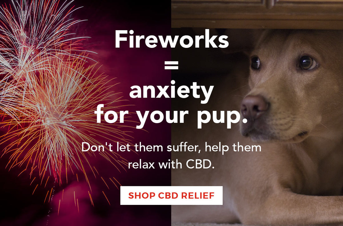 Are Fireworks Making Your Dog Anxious?